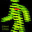 Cover Toleranca (Extended)