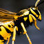 Cover Acid Wasp