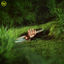 Cover Mr Rain