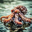 Cover Octopus