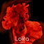 Cover Lolita