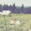 Cover You Are My Sunshine