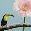 Cover O Tucano Alegre