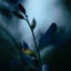 Cover Magical Violet