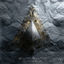 Cover Intrepid