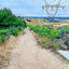 Cover Morning Path