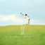 Cover TOMOSHIBOSHI