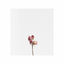 Cover Roses