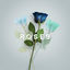 Cover Roses