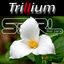 Cover Trillium (feat. Sara)