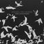 Cover Dawn Chorus (Remixes)
