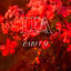 Cover Parfum