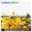 Cover Andorra