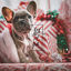 Cover Do You Believe in Santa Claus?