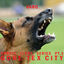 Cover Nordic Flora Series, Pt. 3: Gore-Tex City