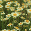 Cover Daisy Field