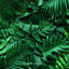 Cover wild jungle