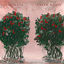 Cover Fresh Roses