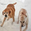 Cover i don't think heaven is real but i hope i get to see my dogs again