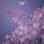 Cover Lies