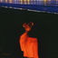 Cover Cold Water Swimming