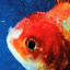 Cover Big Fish Theory