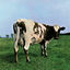 Cover Atom Heart Mother