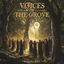 Cover Voices of the Grove