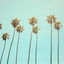 Cover California Dreaming