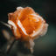Cover Gentle Is the Rain