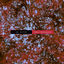 Cover Solitude (Felsmann + Tiley Reinterpretation)