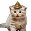 Cover Harregat! Mama kakt op de kat! | Grappige vieze liedjes!
