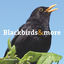 Cover Blackbirds & More
