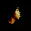 Cover AKA the Rugged Child (Digital Remaster)
