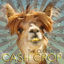Cover Cash Crop