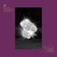 Cover The Purple Collection