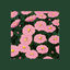 Cover Lavanda