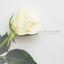 Cover A Beautiful White