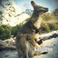 Cover Kangaroo