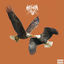 Cover Aquile