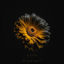 Cover Prodigal