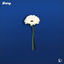 Cover Daisy