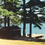 Cover Beneath the Pines