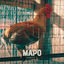 Cover Mapo Parte 2