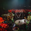 Cover Dis M Live @ Muffathalle