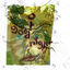 Cover Goodnight