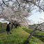Cover Here comes the spring 3