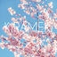 Cover Kirameki