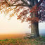Cover Autumn Walk