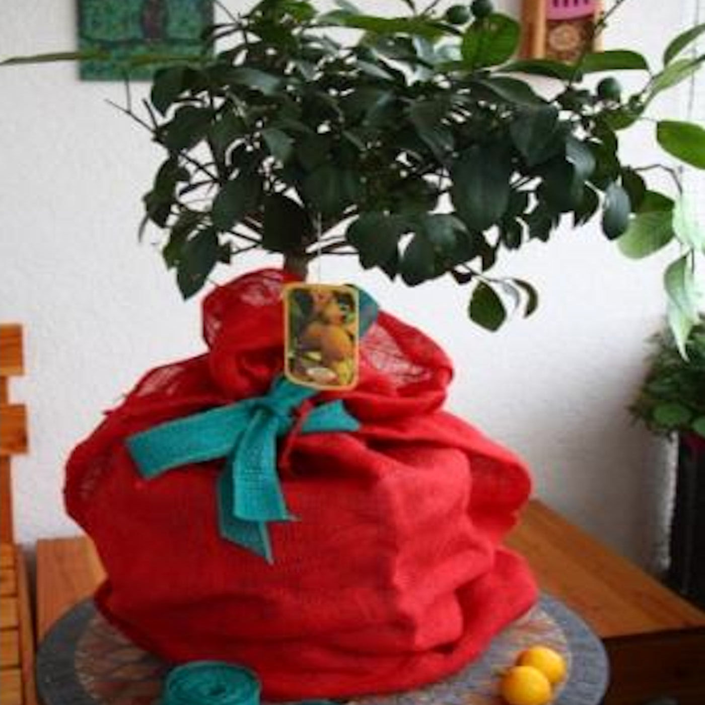 #001 Winterschutz im Garten und auf der Terrasse
